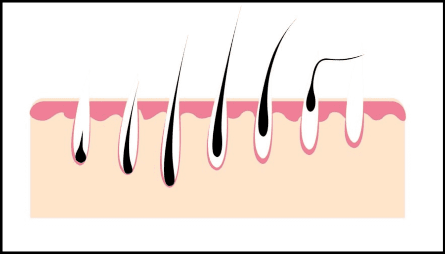 grafica che spiega il ciclo vitale del capello